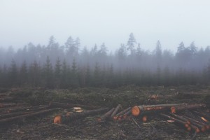 deforestation3